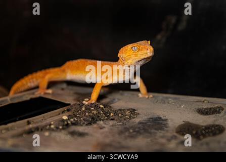 A bright orange leopard gecko with beautiful eyes. Eublifar lizard Stock Photo