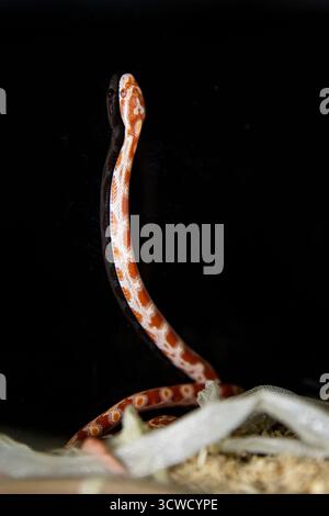 Orange and White Baby Corn Snake Looking Up with a Reflection. Snake on a black background Stock Photo