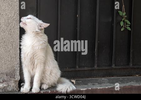 Fluffy domestic long-haired cat sitting on a concrete window ledge against a dark metal door Stock Photo
