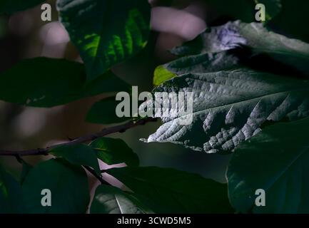 his is a close-up, or macro, photograph of a green leaf. The image highlights the intricate texture and veins of the leaf, Stock Photo