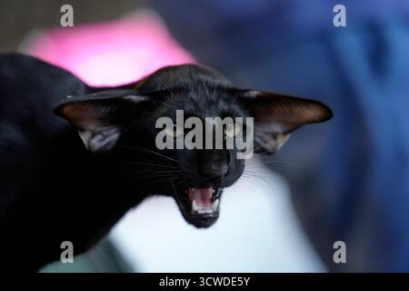 oriental black Cute cat close up portrait detail Stock Photo
