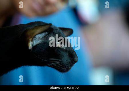 oriental black Cute cat close up portrait detail Stock Photo