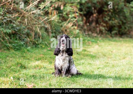 Young English Cocker Spaniel playing in a grassy field on a sunny day. Ideal for concepts of freedom, exercise, outdoor fun, and loyal companionship. Stock Photo