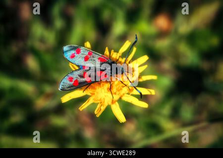 Close up macro of six spot burnet moth Zygaena filipendulae sitting on yellow wildflower, colorful day flying insect with red and blue wings in natura Stock Photo