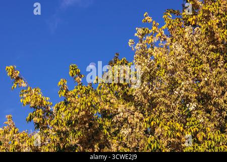 View of golden-yellow autumn foliage illuminated by late afternoon light with the pale half moon visible above the trees against a vivid blue sky, sym Stock Photo