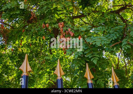 View of a tree with clusters of brown seed pods among dense green leaves illuminated by sunlight, framed by golden fence details, symbolizing harmony Stock Photo