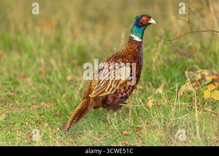 Pheasant, Scientific name:Phasianus colchicus.  Close up of a beautiful, ring-necked Pheasant cockbird in Autumn with iridescent plumage and white nec Stock Photo