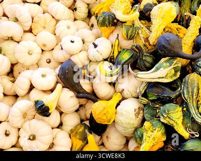 Gourds and mini pumpkins sitting in a pile at the market pumpkin patch for fall Stock Photo
