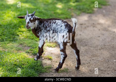 Young goat looking back on farm Stock Photo