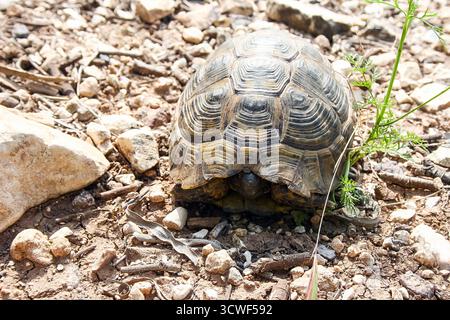 Turtle on the Ground in Natural Environment Stock Photo