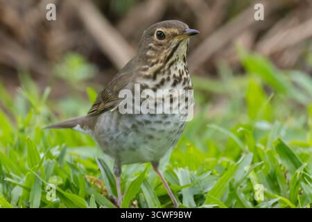 Close up view of a migratory Swainson's Thrush (Catharus ustulatus) standing on a grass patch, looking for worms. Stock Photo