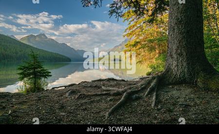 Roots Of Pine Tree Exposed On The Edge Of Bowman Lake In Glacier National Park Stock Photo