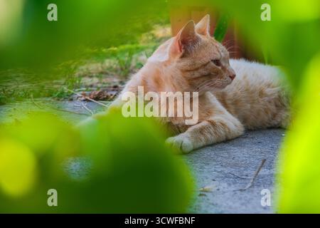 Ginger tabby cat is sleeping peacefully in backyard. Kitty orange ginger tabby cat is curled up with its eyes closed Stock Photo