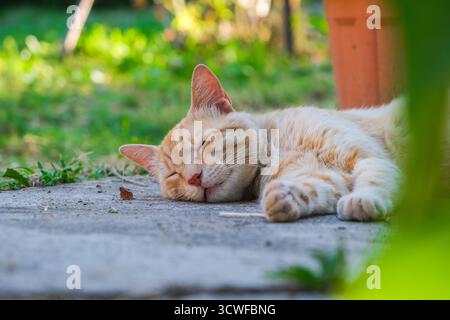 Ginger tabby cat is sleeping peacefully in backyard. Kitty orange ginger tabby cat is curled up with its eyes closed Stock Photo