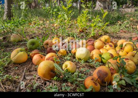 Rotten and overripe apples scattered on the ground in an orchard. Some apples remain fresh, while others show signs of decay. Fallen fruit decomposing Stock Photo