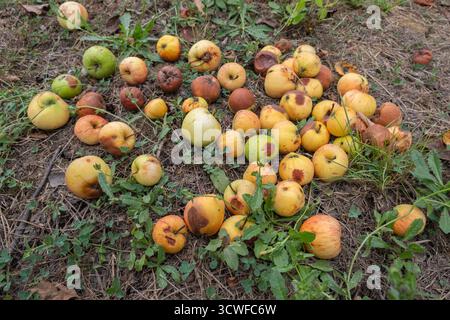Rotten and overripe apples scattered on the ground in an orchard. Some apples remain fresh, while others show signs of decay. Fallen fruit decomposing Stock Photo
