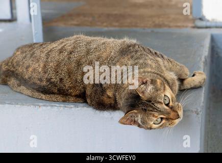 A tabby cat with green eyes lies comfortably on its side across a concrete step, tilting its head back with a calm and curious expression. The striped Stock Photo