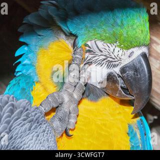Blue and Gold Macaw (Ara ararauna) scratching its head, Costa Rica, Central America Stock Photo