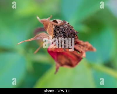 Red rose shrivelling and turning brown as it reaches the end of its bloom Stock Photo