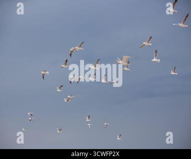 A flock of silver gulls (*Chroicocephalus novaehollandiae*) soars against a blue sky. Stock Photo