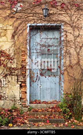 Ivy with red leaves covers a blue wooden door of an old building in Blaye, France. The stone and brick facade is weathered, with ivy tendrils. Stock Photo