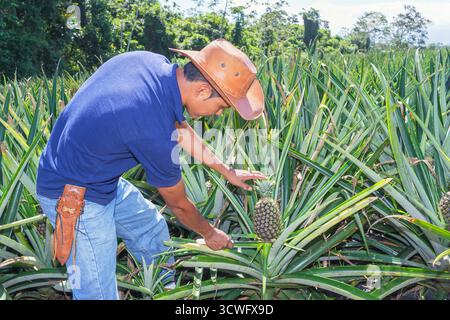 Farmer cuttting pineapple, Sarapiqui, Costa Rica, Central America Stock Photo