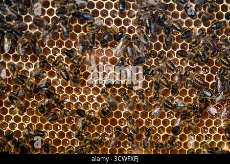 Beehive interior - honey bees working on a honeycomb Stock Photo
