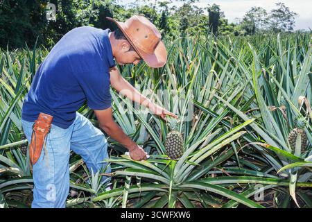 Farmer cuttting pineapple, Sarapiqui, Costa Rica, Central America Stock Photo