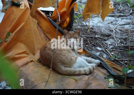 A ginger and white stray cat rests on a weathered orange tarp, looking directly at the camera. The background is a mix of dirt and branches. Stock Photo