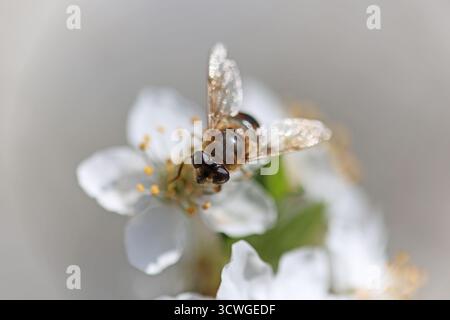 Close-up of a bee pollinating a white cherry blossom flower in spring Stock Photo