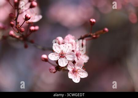 Close-up of cherry blossom flowers in full bloom on a spring day Stock Photo