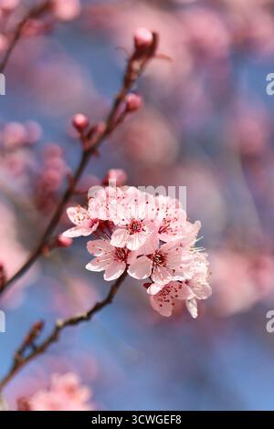 Cherry blossom branch with pink flowers against a soft blue sky on a spring day Stock Photo