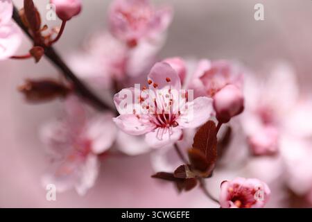 Close-up of cherry blossom flowers in full bloom on a spring day Stock Photo