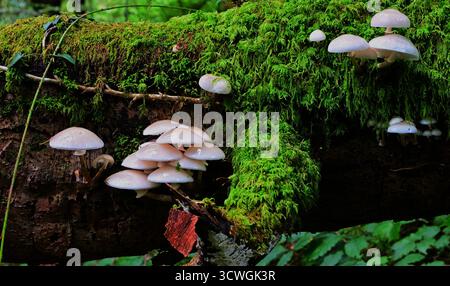 Fungi, mushrooms, toadstools growing on dead and decaying trees in mixed woodland. Stock Photo