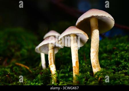 Fungi, mushrooms, toadstools growing on dead and decaying trees in mixed woodland. Stock Photo
