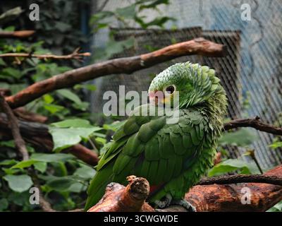 a Red-lored Amazon parrot with green feathers sit on a branch in the zoo Stock Photo