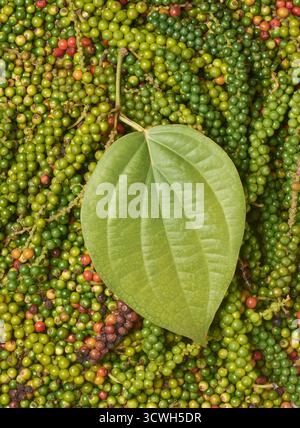 top view of mixed raw peppercorns, green, yellow and red berries with a fresh plant leaf, full frame texture, concepts of spice harvest Stock Photo