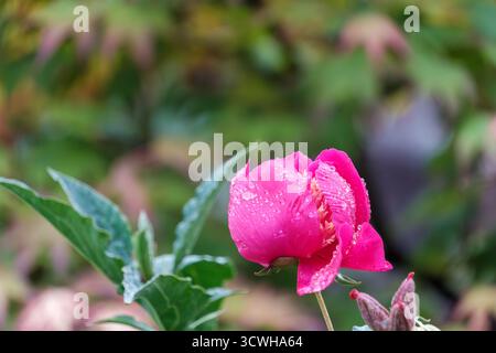 Vibrant pink peony bud covered in fresh raindrops against a blurred green background Stock Photo