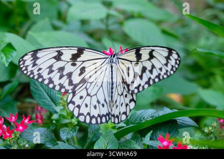 Paper Kite butterfly, Idea leuconoe, perched on small pink pentas flowers with green leaf background. Stock Photo