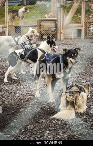Sled dogs waiting in the kennel Stock Photo - Alamy