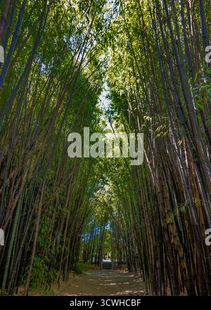 Bosque de bambú con tallos altos y esbeltos que se elevan hacia el cielo, creando un túnel natural de luz y sombra. Caldas de Reis, España Stock Photo