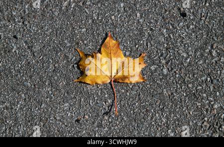 A single yellowed maple leaf on an asphalt street at autumn Stock Photo