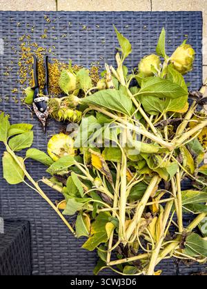 Freshly harvested sunflower plants with pruning shears and scattered seeds on a black wicker surface Stock Photo