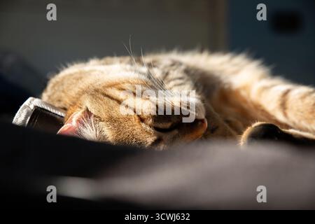 A tabby cat rests peacefully in the sun, lying on a soft, cozy surface, its fluffy fur illuminated by a ray of natural light that enhances the golden Stock Photo