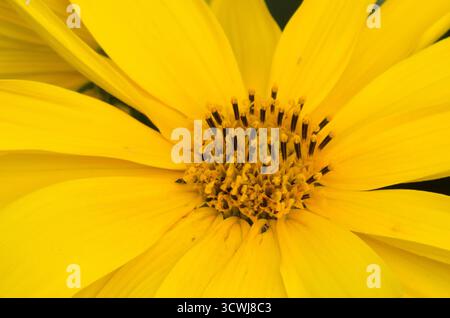 Jerusalem Artichoke, Helianthus tuberosus Stock Photo