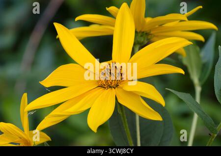 Jerusalem Artichoke, Helianthus tuberosus Stock Photo