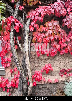 Bright red autumn leaves of wild grapes on an old concrete wall Stock Photo