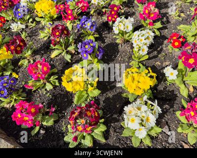 A vibrant garden bed showcasing a variety of colorful primroses or polyanthus in full bloom. Stock Photo