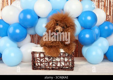 Toy poodle sitting in a decorative basket surrounded by blue and white balloons in a festive party setting Stock Photo