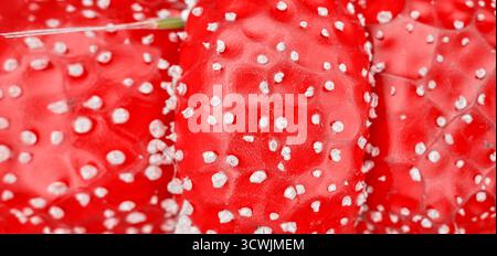 Photo of the texture of a fly agaric mushroom cap, abstract natural background. Stock Photo